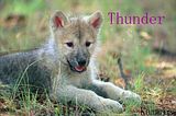 Thunder.jpg image by MaykaWolves